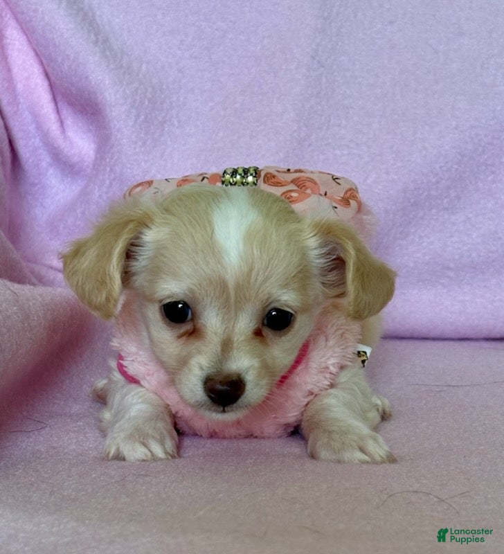 Chiweenie dogs  Sophia - Ad 1