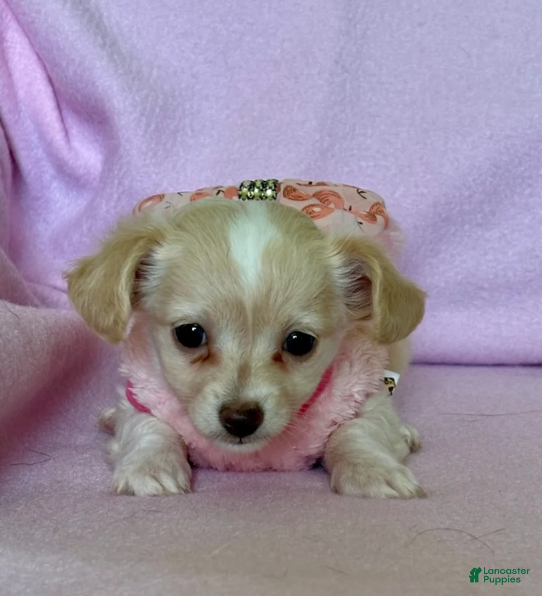 Chiweenie dogs for sale:  Sophia - Ad 1