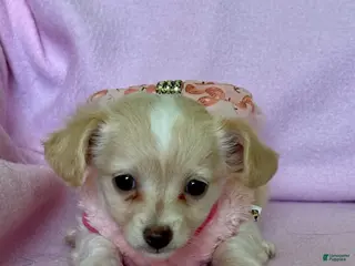 Chiweenie dogs for sale: Sophia - Ad 2