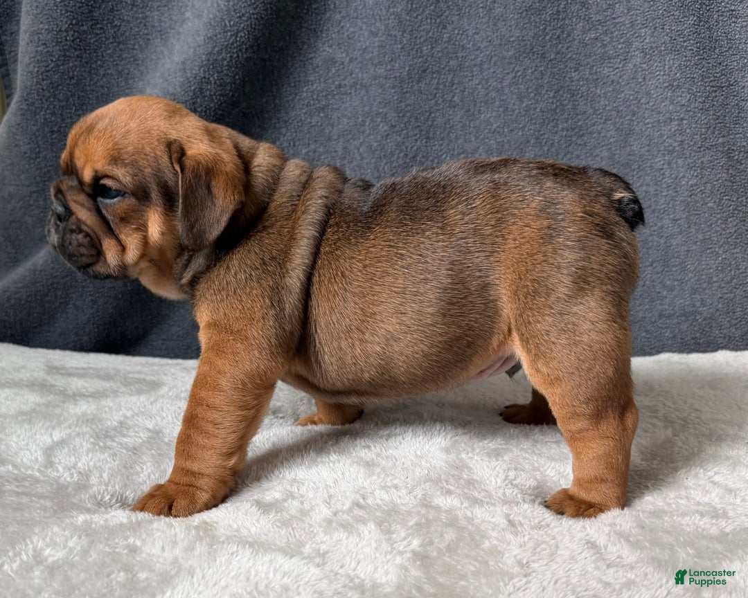 English Bulldog dogs for sale: Gravy - Ad 4