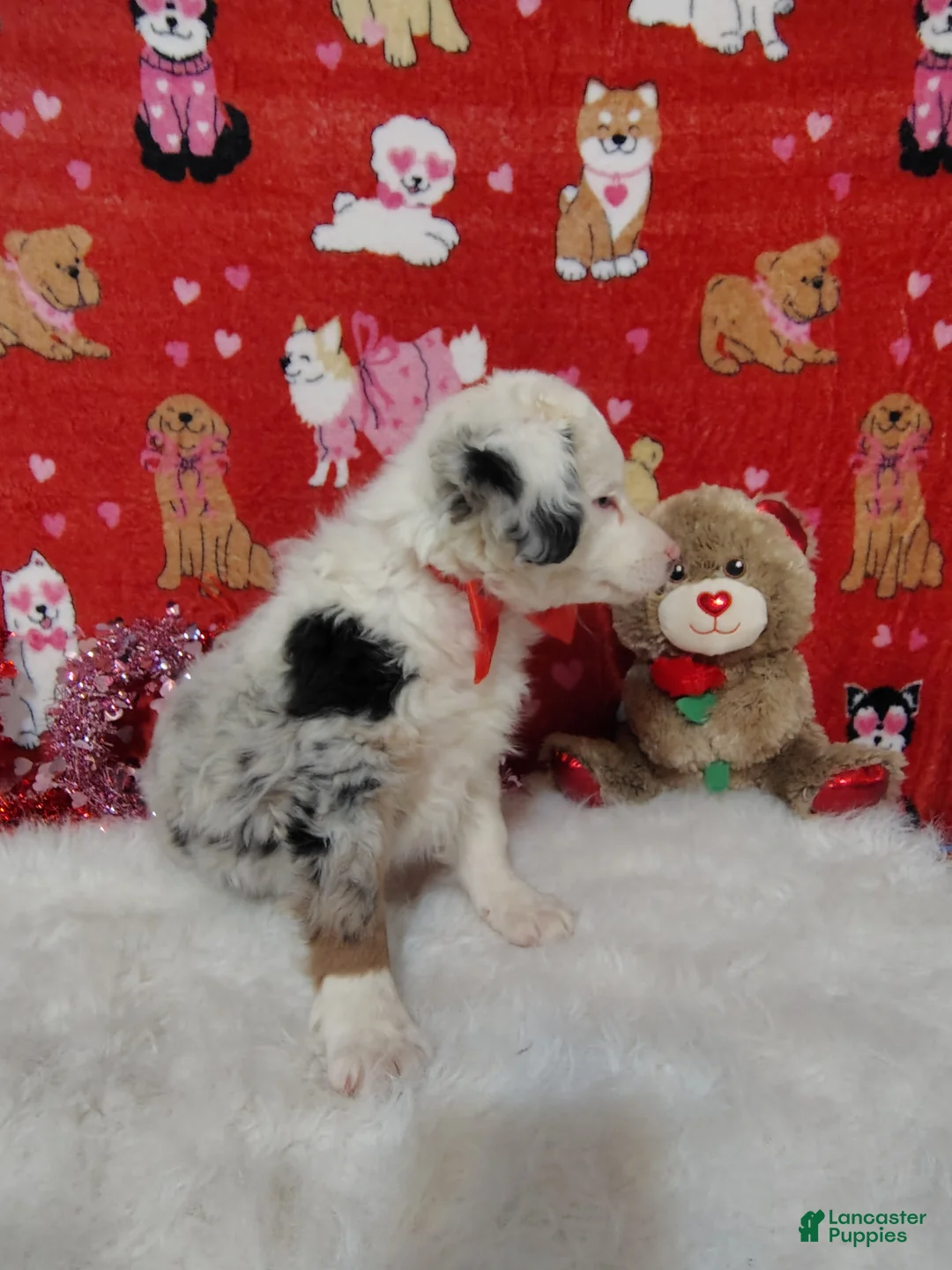 Mixed Breed dogs for sale: Jane - Ad 5