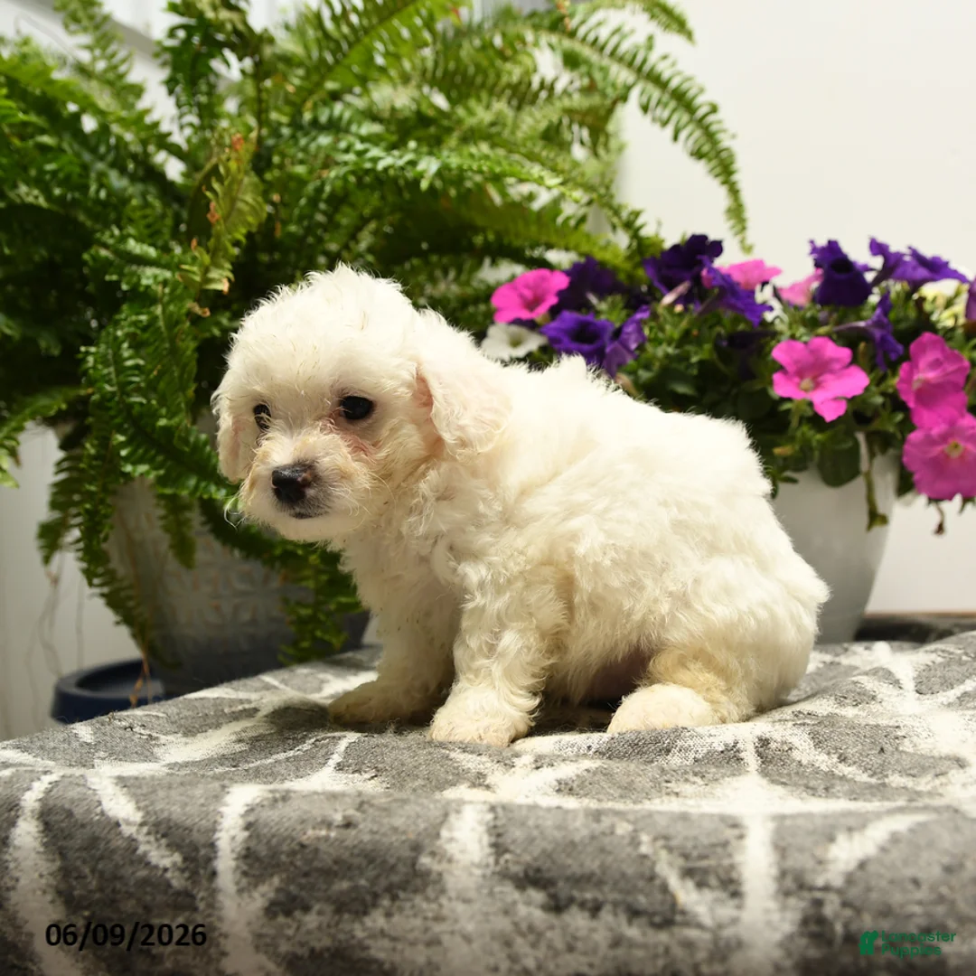 Bichon Frise dogs for sale: Craven - Ad 5