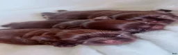 Shih Tzu dogs for sale: Yoshi - Ad 1