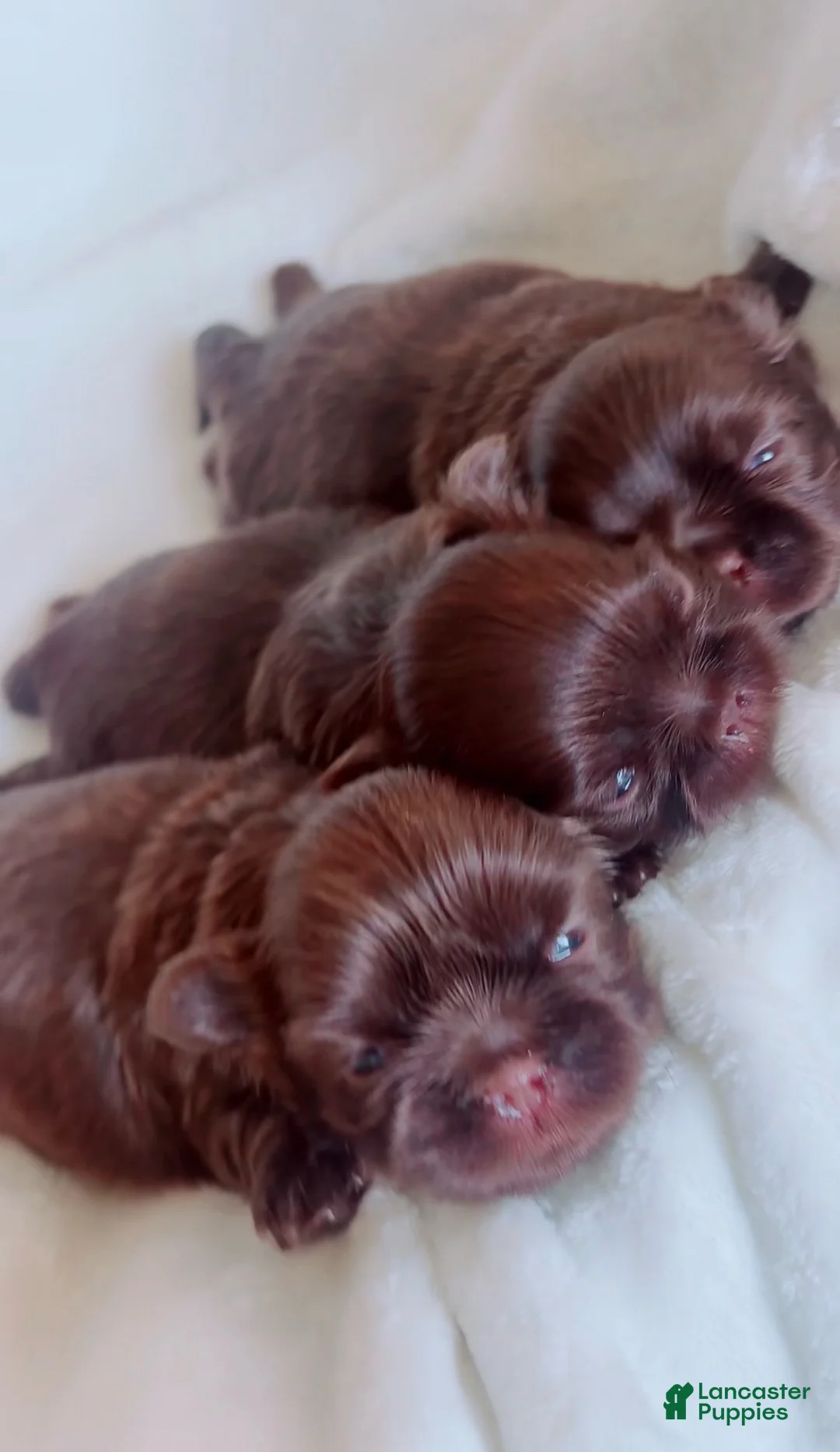 Shih Tzu dogs for sale: Yoshi - Ad 1