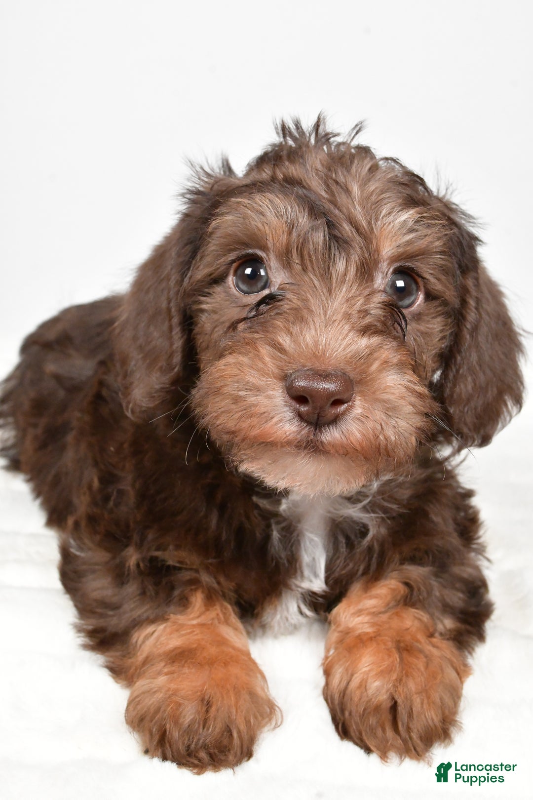 Mixed Breed dogs for sale: Pluto - Ad 7