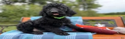 Labradoodle dogs for sale: Jan (Girl) - Ad 6