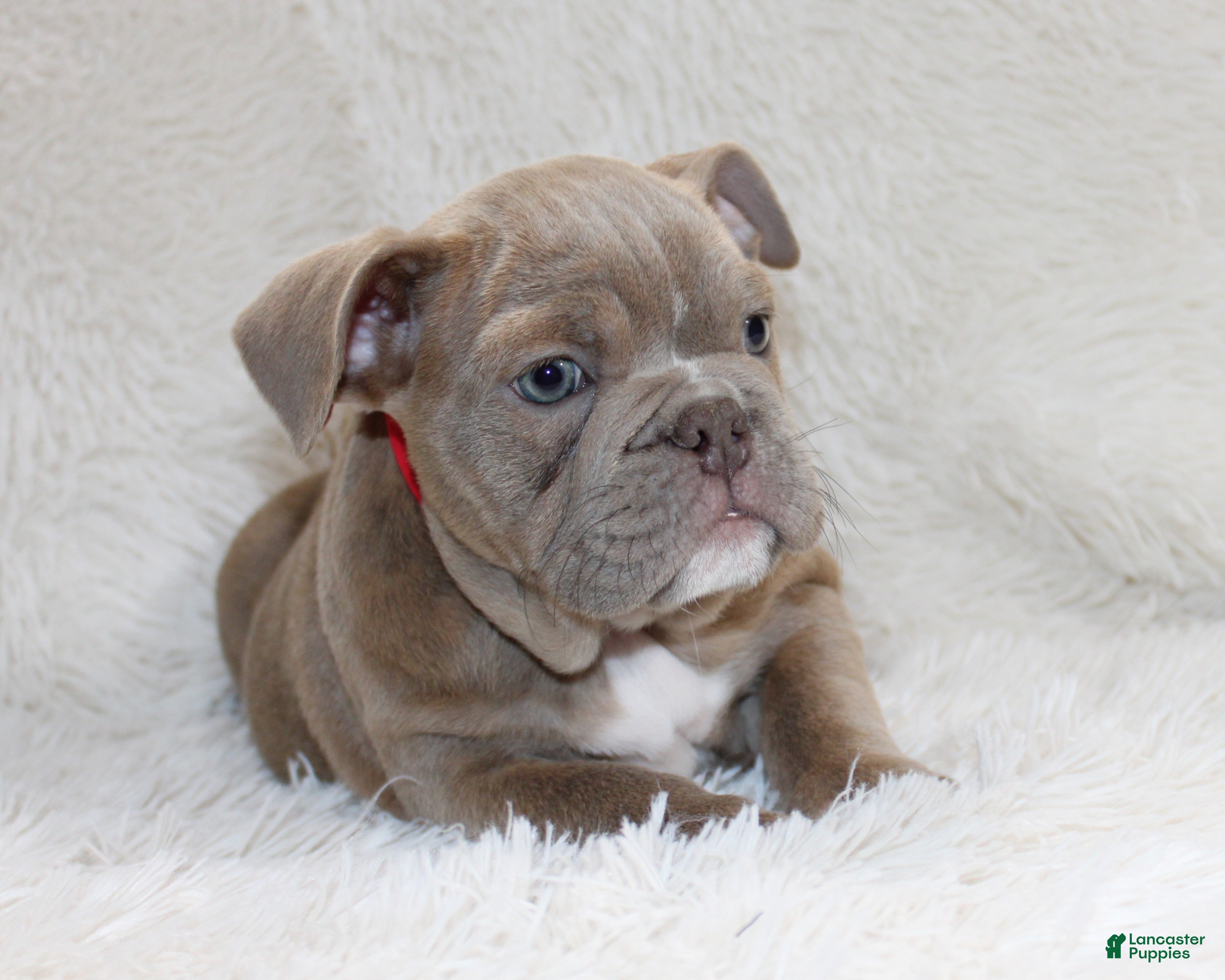 English Bulldog dogs Poppy - Ad 38