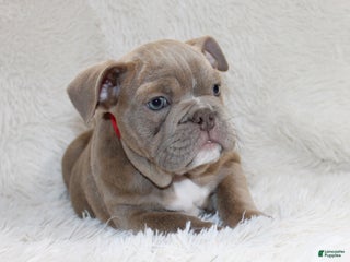 English Bulldog dogs Poppy - Ad 38