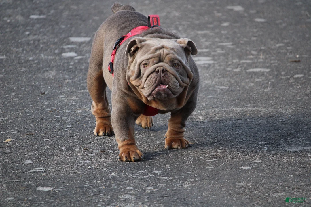 English Bulldog dogs for sale: Big girl  - Ad 6