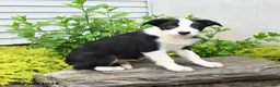 Border Collie dogs for sale: Herman - Ad 3