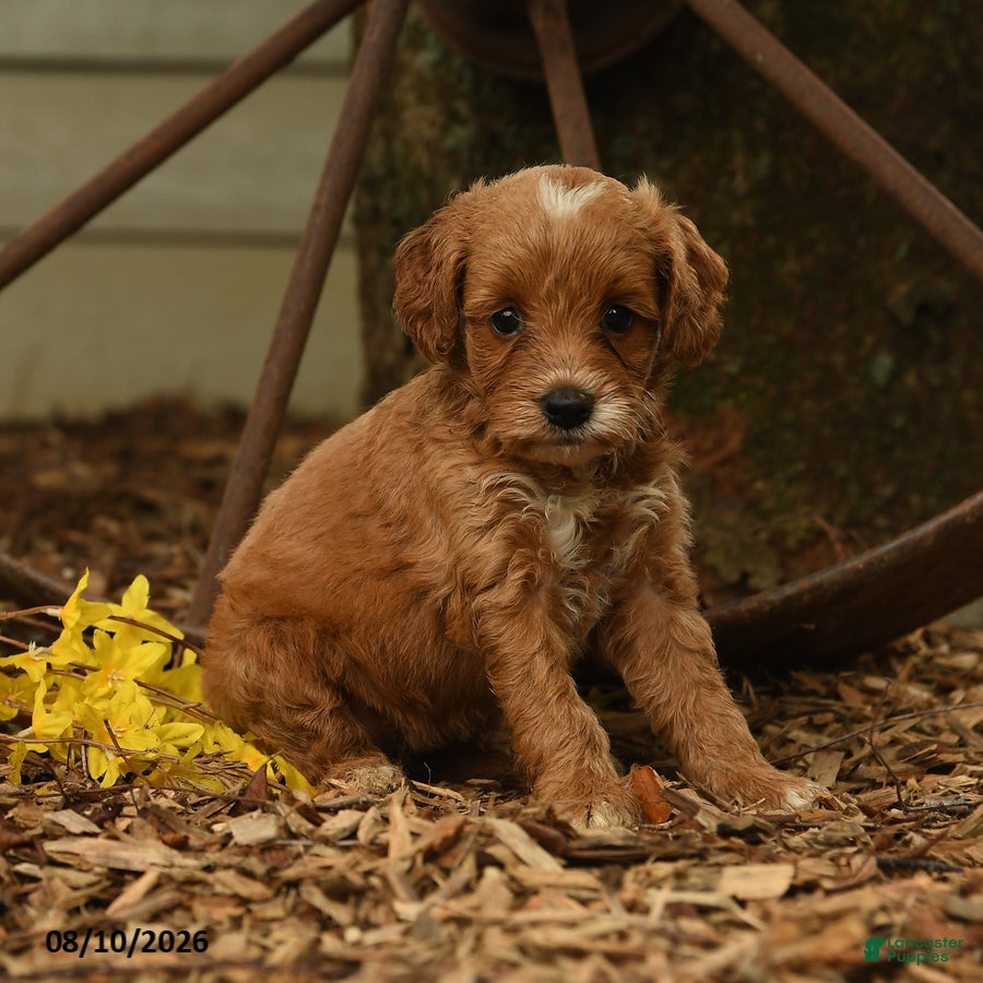 Goldendoodle dogs Lily - Ad 1