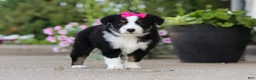 Miniature Australian Shepherd dogs for sale: Eliza - Ad 9