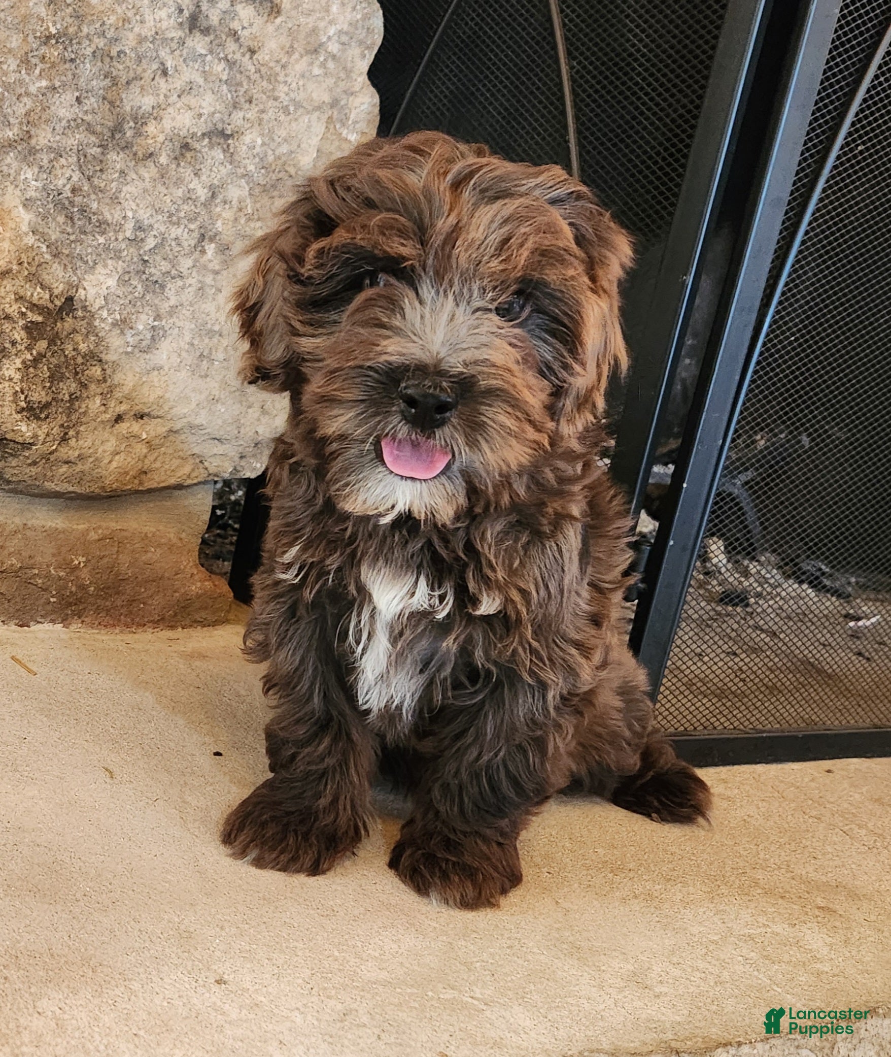 Cockapoo dogs Blossom F1B - Ad 2