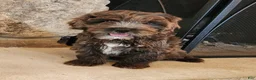 Cockapoo dogs for sale: Blossom F1B - Ad 2