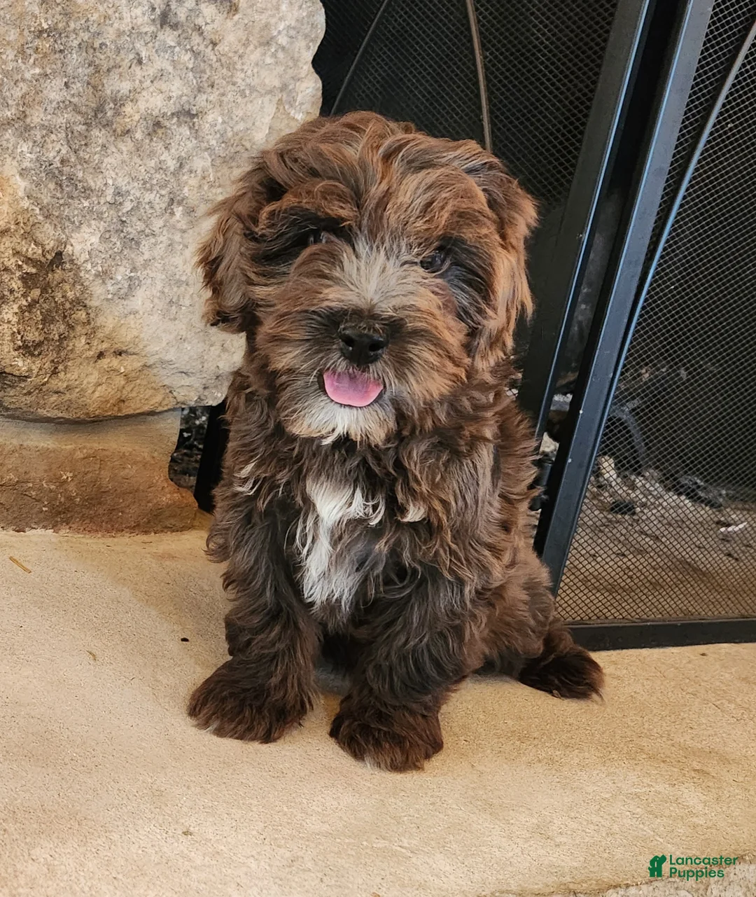 Cockapoo dogs for sale: Blossom F1B - Ad 2