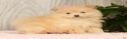 Pomeranian dogs for sale: Cupcake - Ad 6