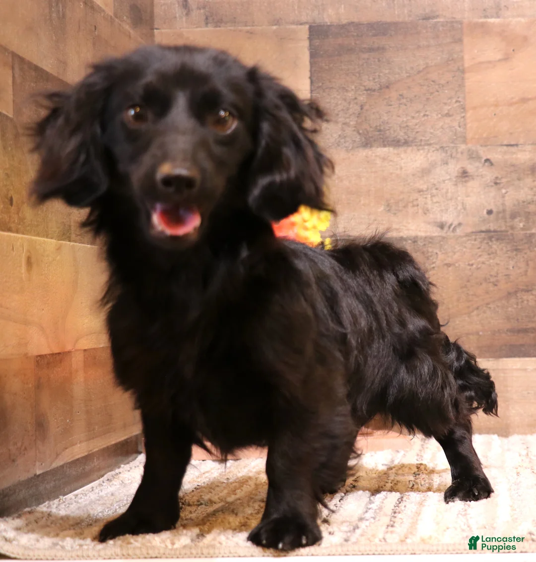 Miniature Dachshund dogs for sale: Bandit chocolate/tan longhair male - Ad 3