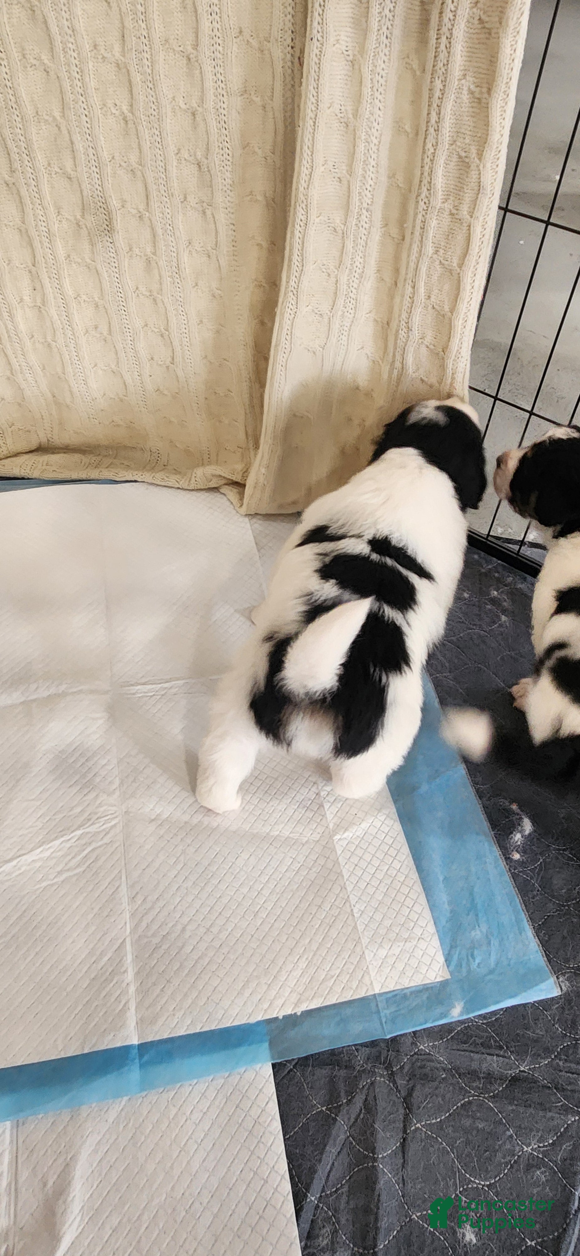 Mixed Breed dogs Mixed Breed Puppy 5 - Ad 17