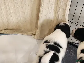 Mixed Breed dogs Mixed Breed Puppy 5 - Ad 17