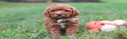 Cavapoo dogs for sale: Jordan - Ad 5