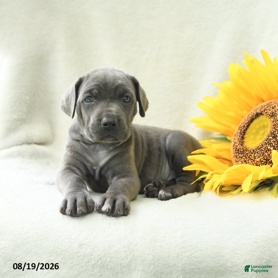 Cane Corso dogs Bluebell - Ad 2