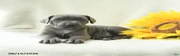 Cane Corso dogs for sale: Bluebell - Ad 2