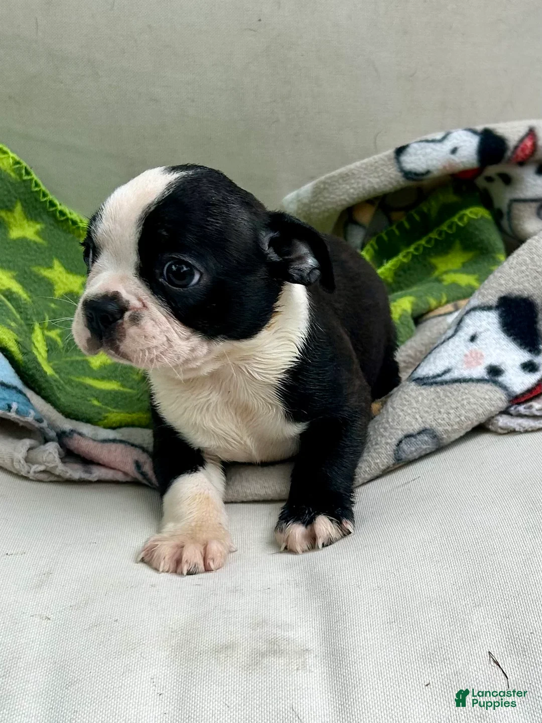 Boston Terrier dogs for sale: Boston Terrier Puppy 5 - Ad 1