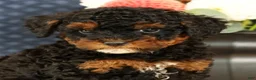 Havapoo dogs for sale: Doogie - Ad 8