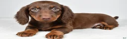 Dachshund dogs for sale: Romeo - Ad 6