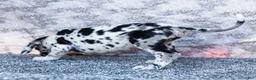 Great Dane dogs for sale: Blaine - Ad 4