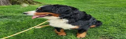 Mini Bernedoodle dogs for sale: Pistachio - Ad 7