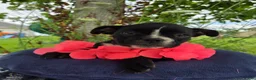 Olde English Bulldogge dogs for sale: Trixie - Ad 3