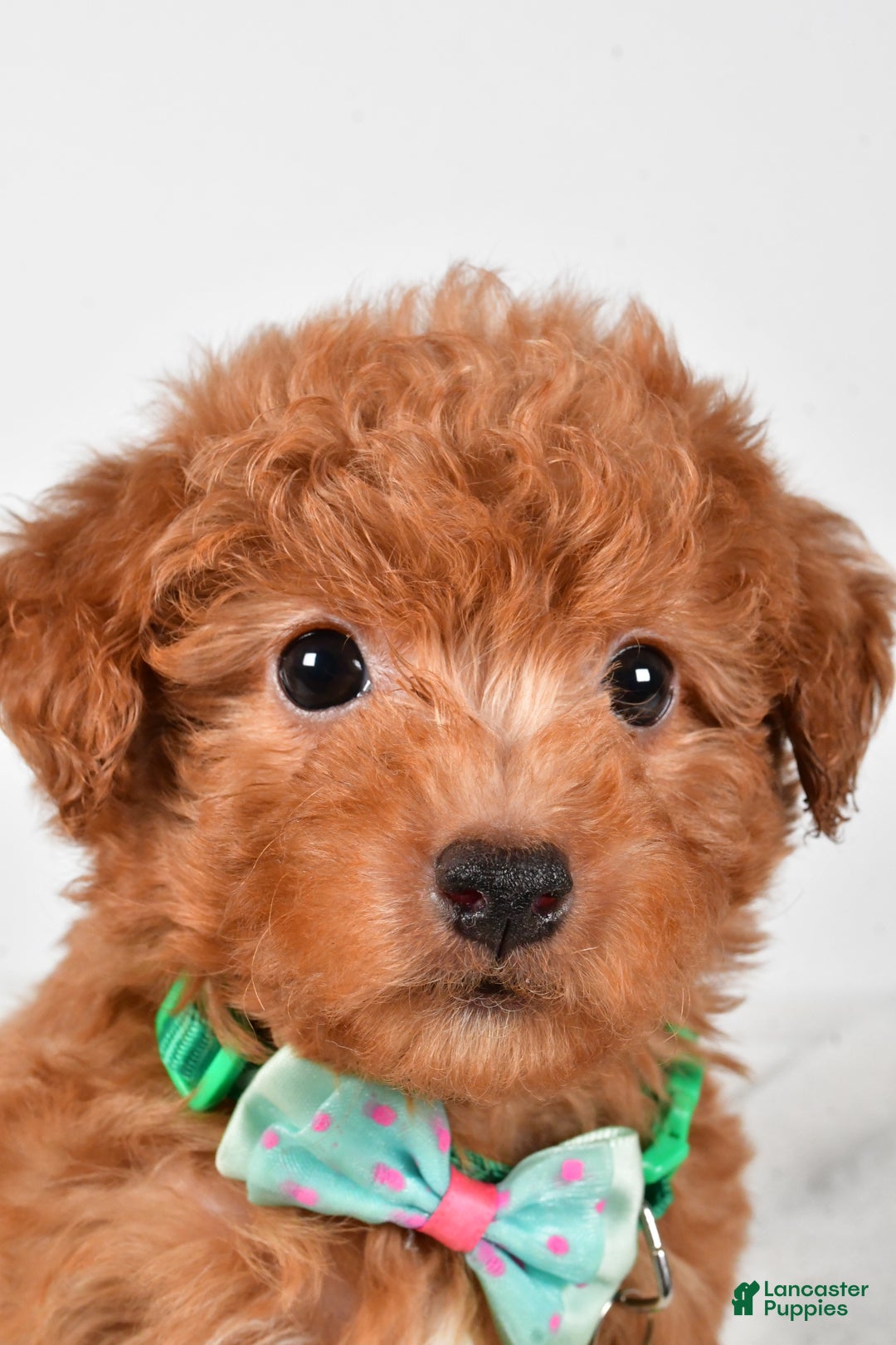 Maltipoo dogs for sale: Shawn f one b - Ad 8