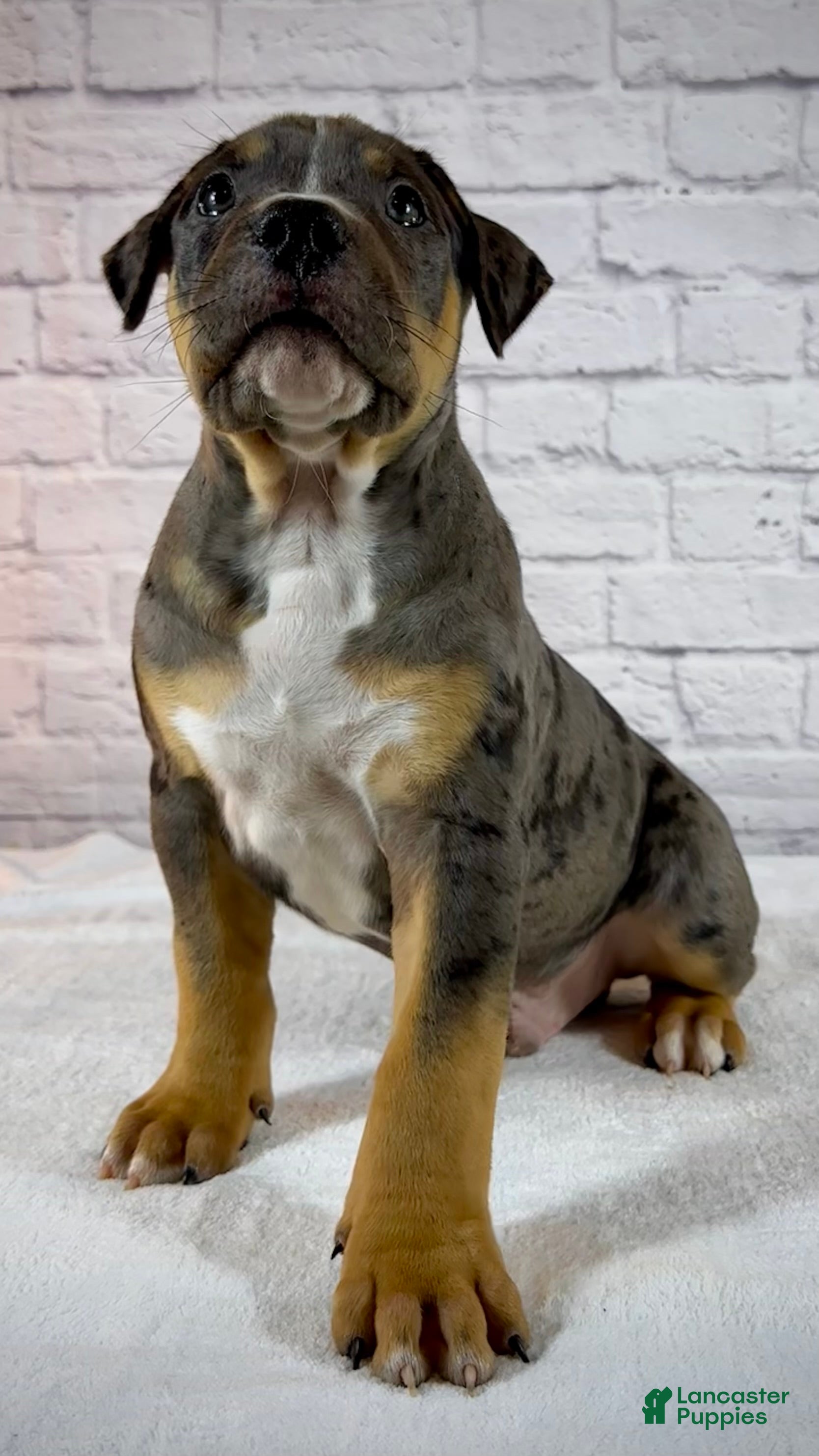 American Bully dogs XL American Bully Puppy Male - Ad 1