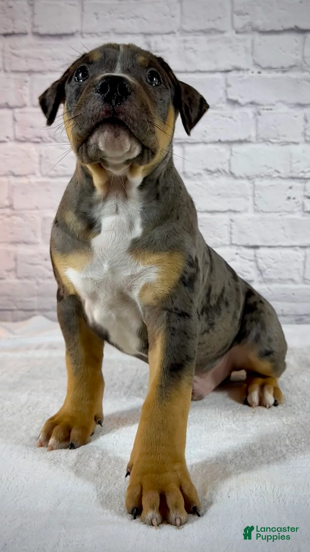 American Bully dogs for sale: XL American Bully Puppy Male - Ad 1