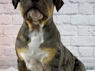 American Bully dogs for sale: XL American Bully Puppy Male - Ad 4