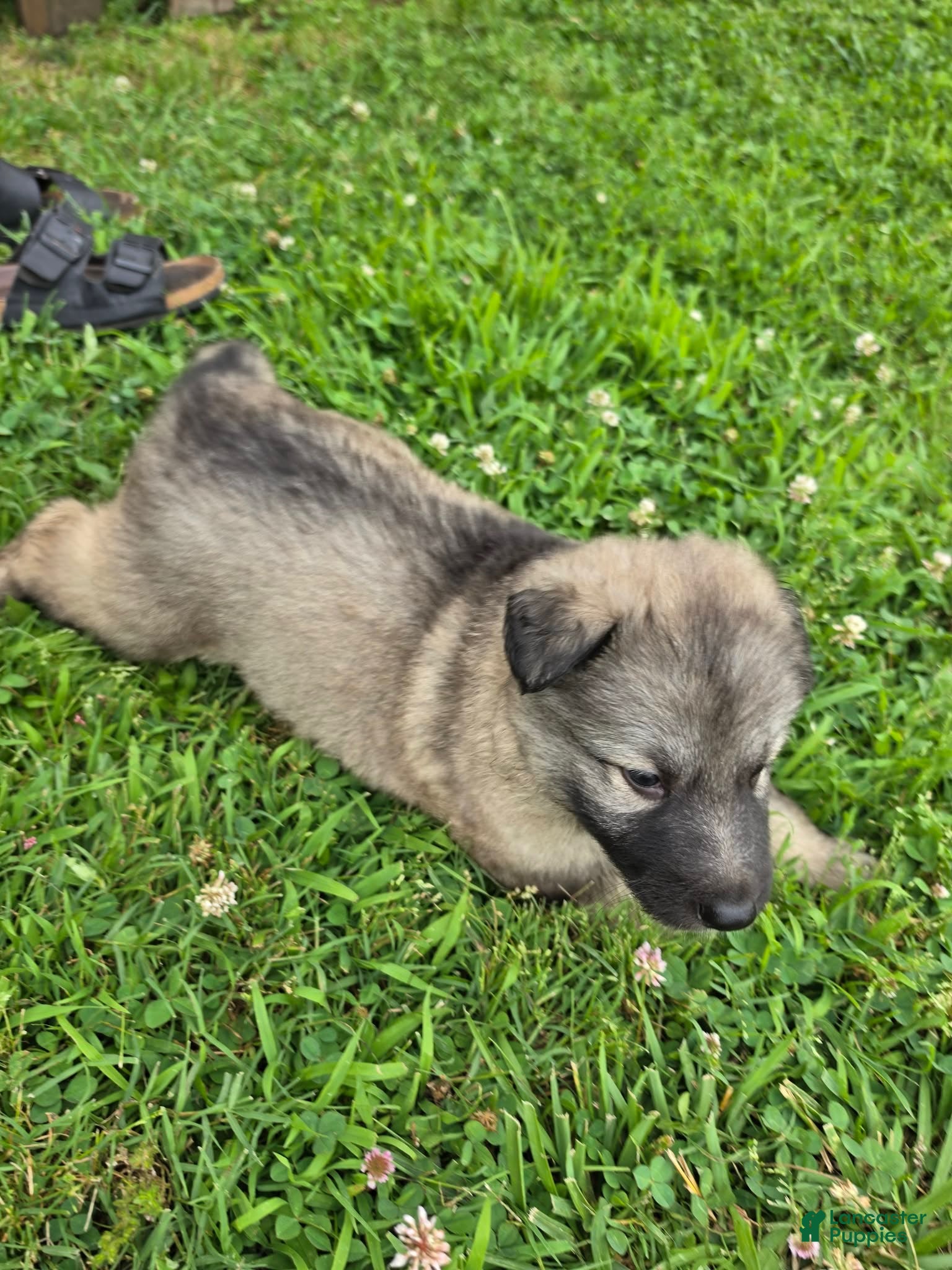 German Shepherd dogs German Shepherd 3 - Ad 1