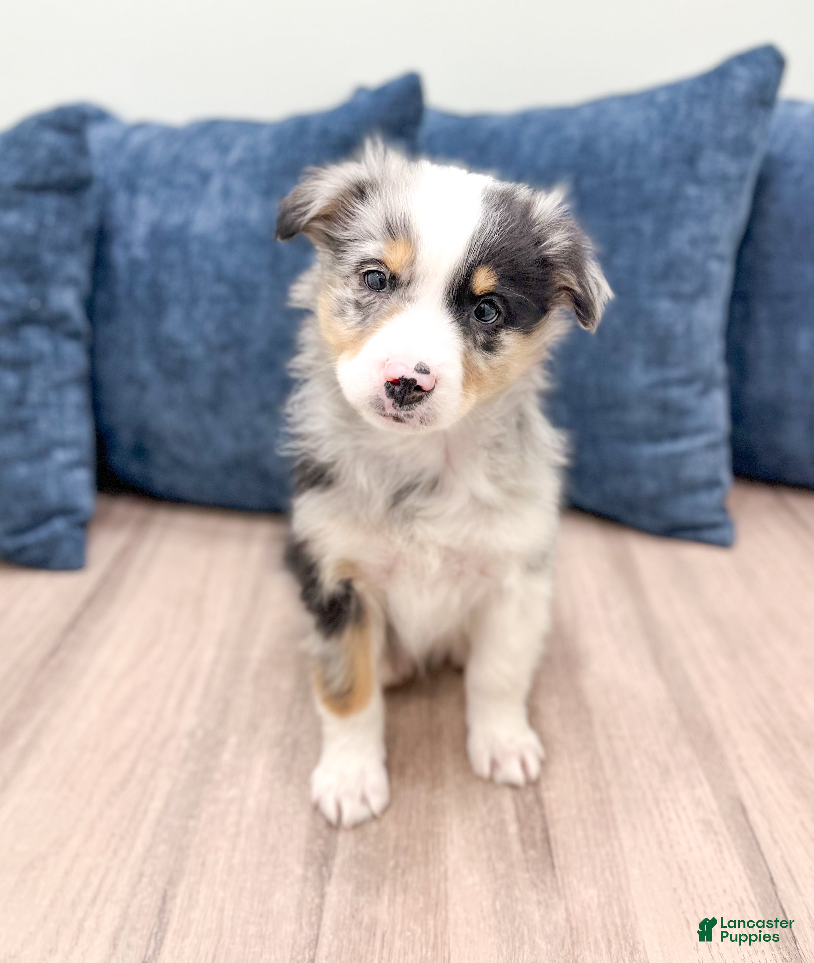 Miniature Australian Shepherd dogs Bo - Ad 35