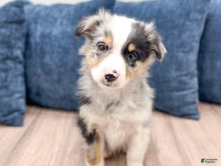 Miniature Australian Shepherd dogs Bo - Ad 35