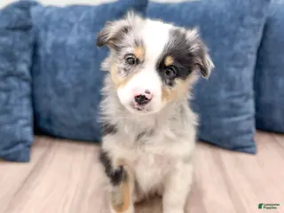 Miniature Australian Shepherd dogs Bo - Ad 25