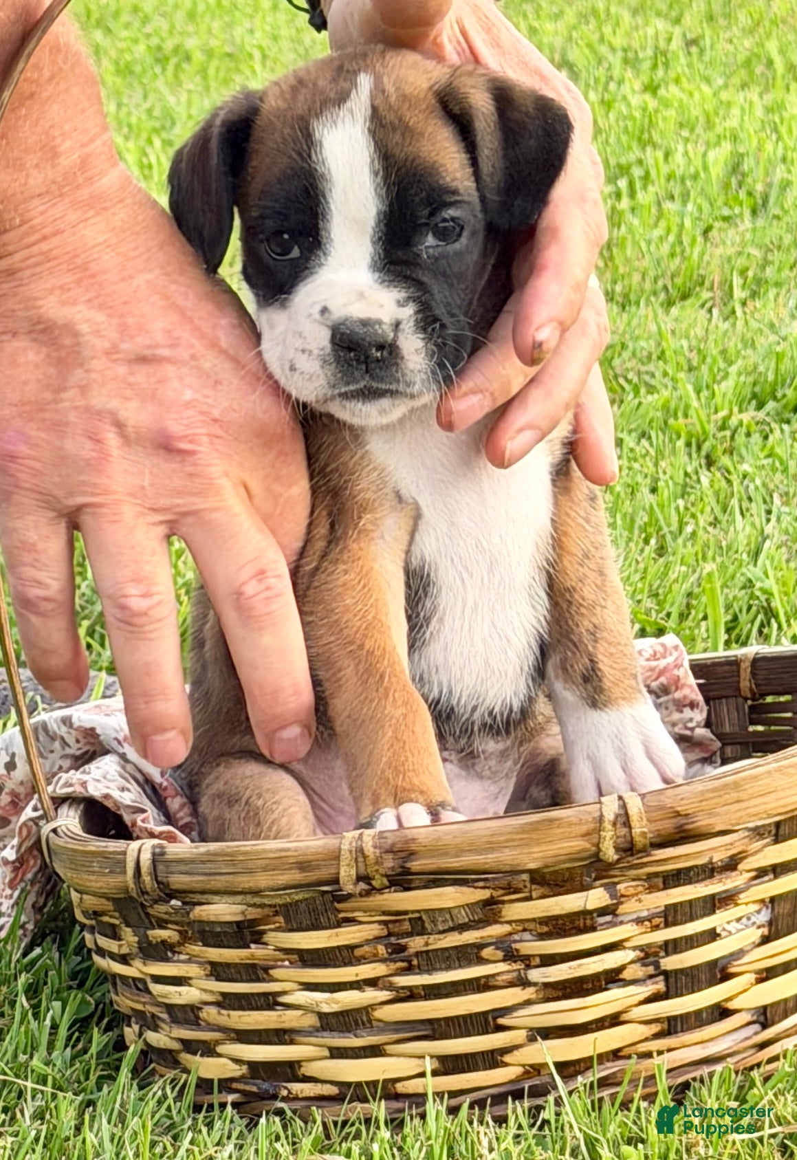 Boxer dogs IVY - Ad 1