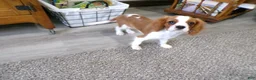 Cavalier King Charles Spaniel dogs for sale: Champ  - Ad 1