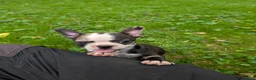 Frenchton dogs for sale: Jacqueline - Ad 3