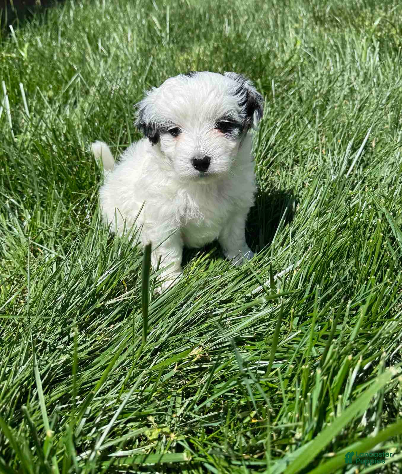 Maltipoo dogs Maltipoo Puppy 7 - Ad 7