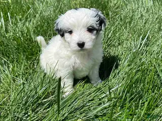 Maltipoo dogs Maltipoo Puppy 7 - Ad 7