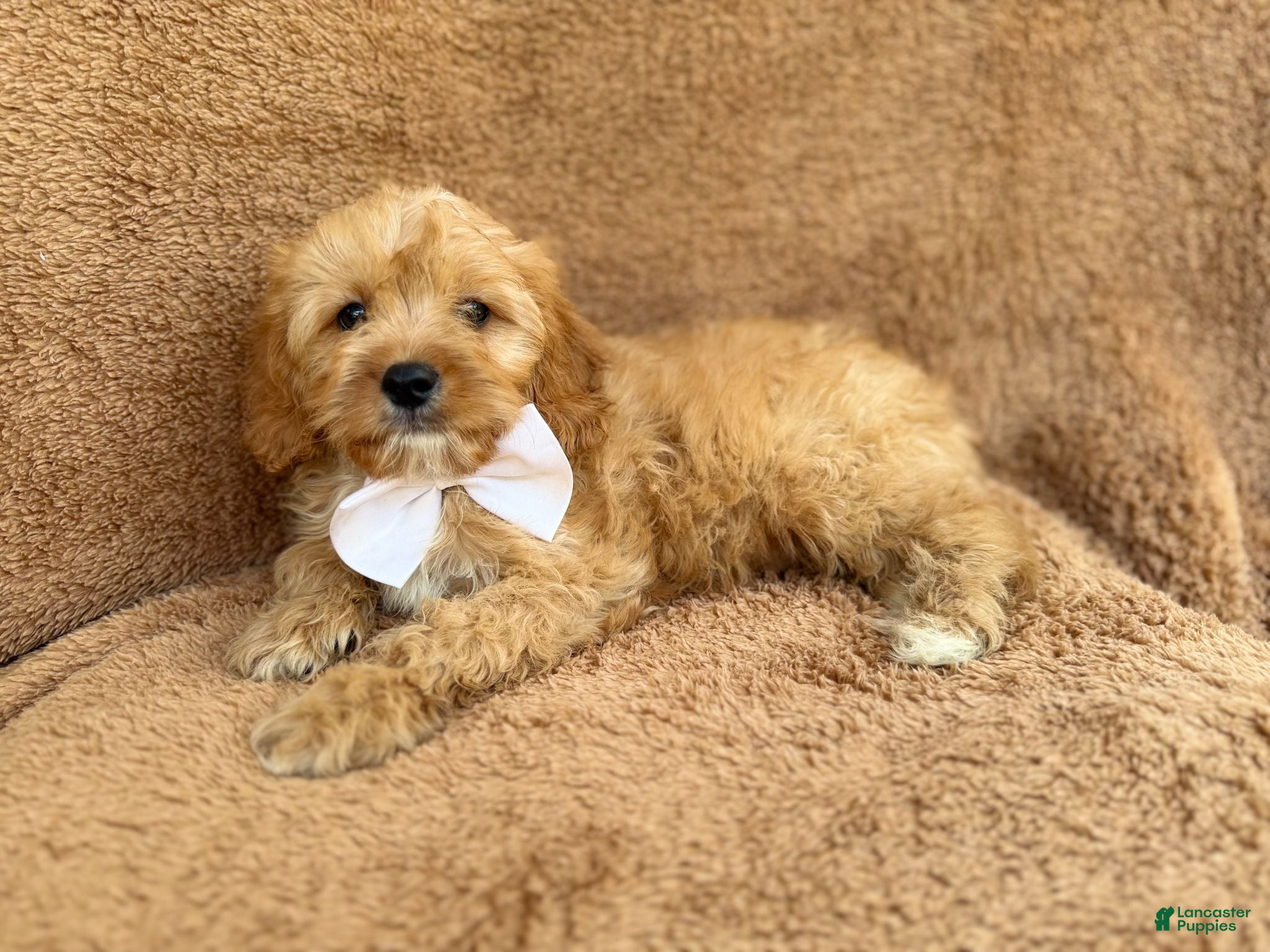 Cavapoo dogs Crook - Ad 17