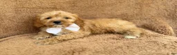 Cavapoo dogs for sale: Crook - Ad 1