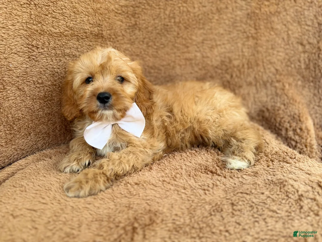 Cavapoo dogs for sale: Crook - Ad 1