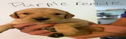 Golden Retriever dogs for sale: Purple - Ad 1