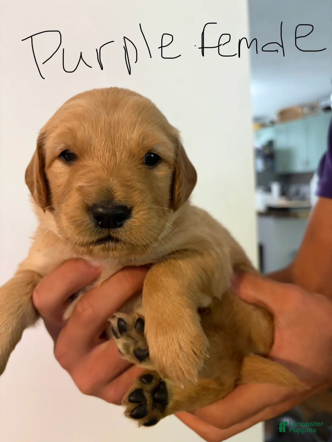 Golden Retriever dogs for sale: Purple - Ad 1